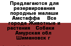 Предлагаются для резервирования породные малаши Амстаффа  - Все города Животные и растения » Собаки   . Амурская обл.,Шимановск г.